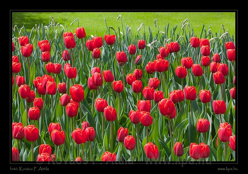 Keukenhof Hollandia 024.jpg